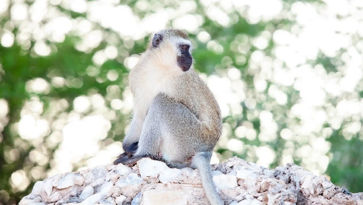 Vervet monkey perched on a rock in the grounds of AA Lodge Amboseli.