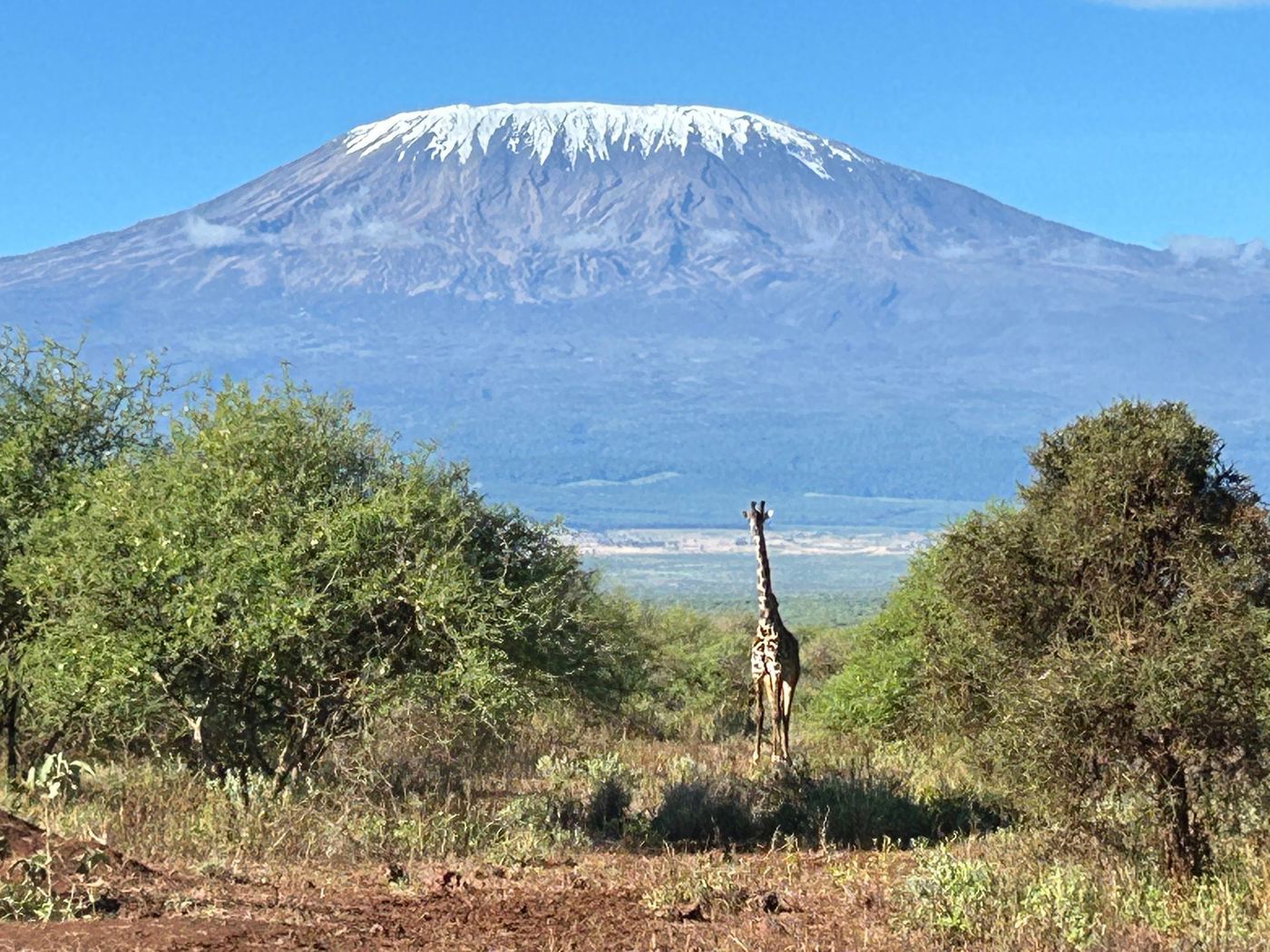 View of snow-capped Kilimanjaro and a giraffe through acacia trees from Amboseli Bush Camp.