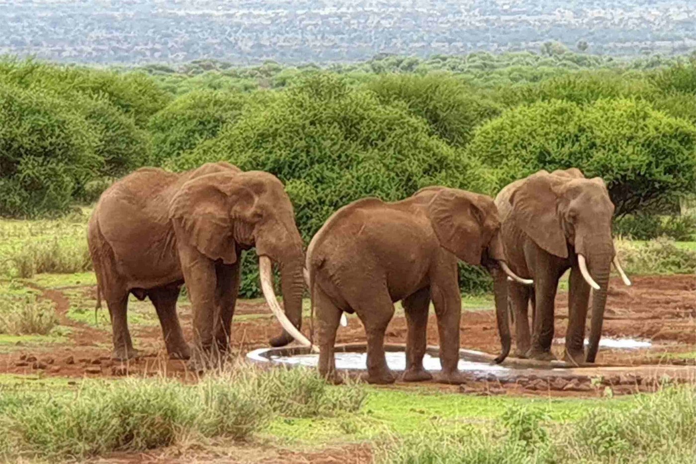 Three elephants drinking at a waterhole near Amboseli Bush Camp.