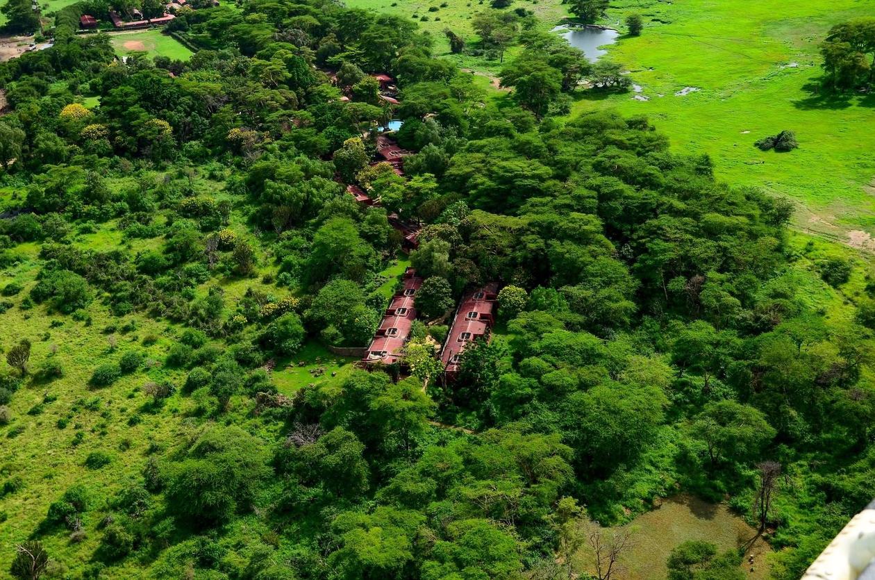 Aerial view of Amboseli Serena Safari Lodge's thatched roofs amid dense green woodland.