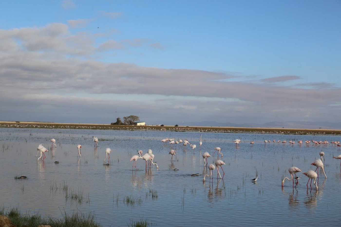 Flamingos wading across the swamp seen from Amboseli Serena Safari Lodge.