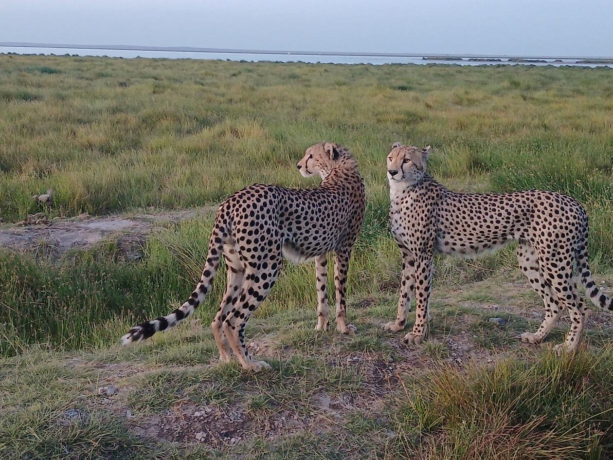 Two cheetahs standing alert in the grass near Amboseli Serena Safari Lodge.