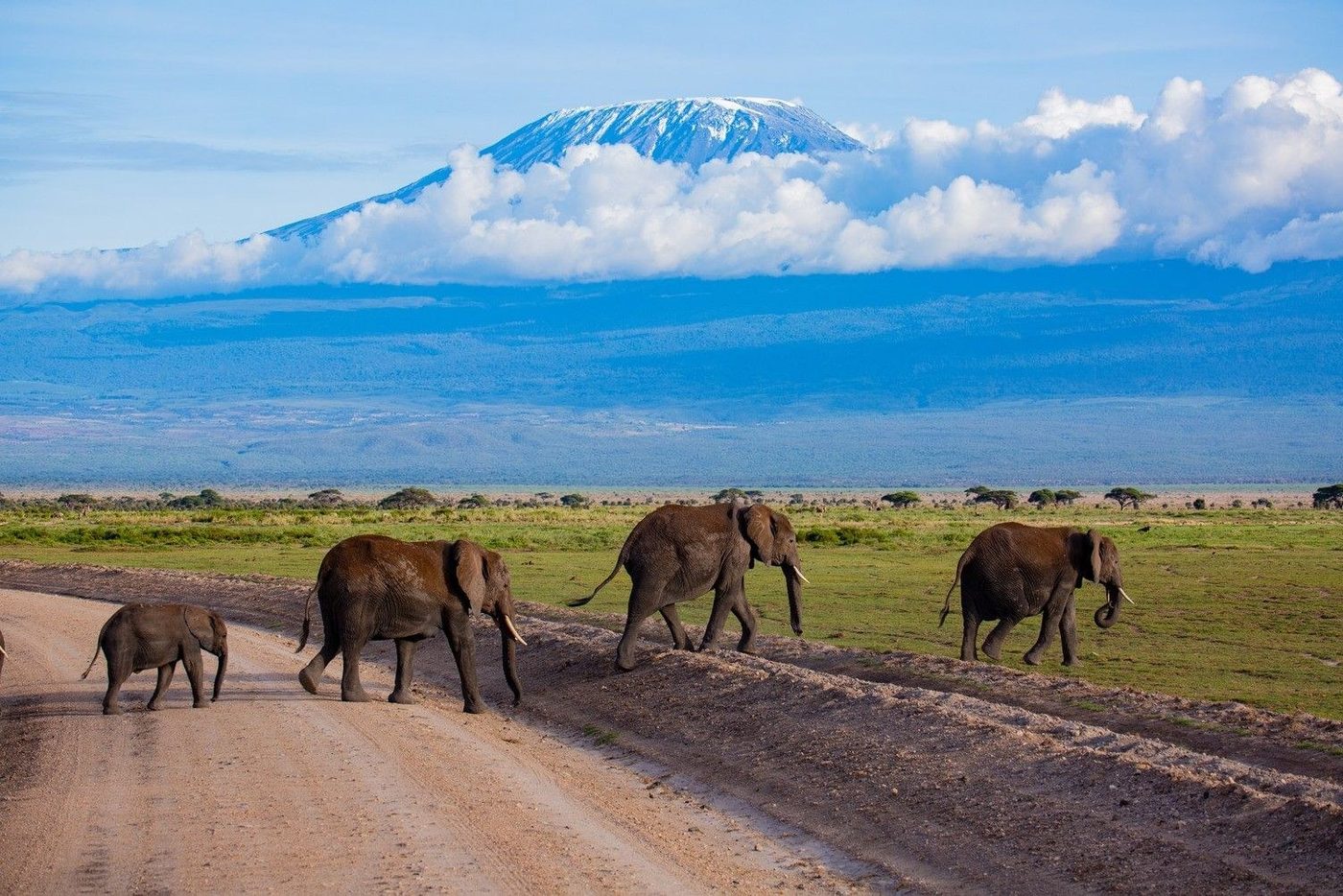 Elephant herd crossing a dirt road beneath snow-capped Kilimanjaro near Amboseli Serena Safari Lodge.