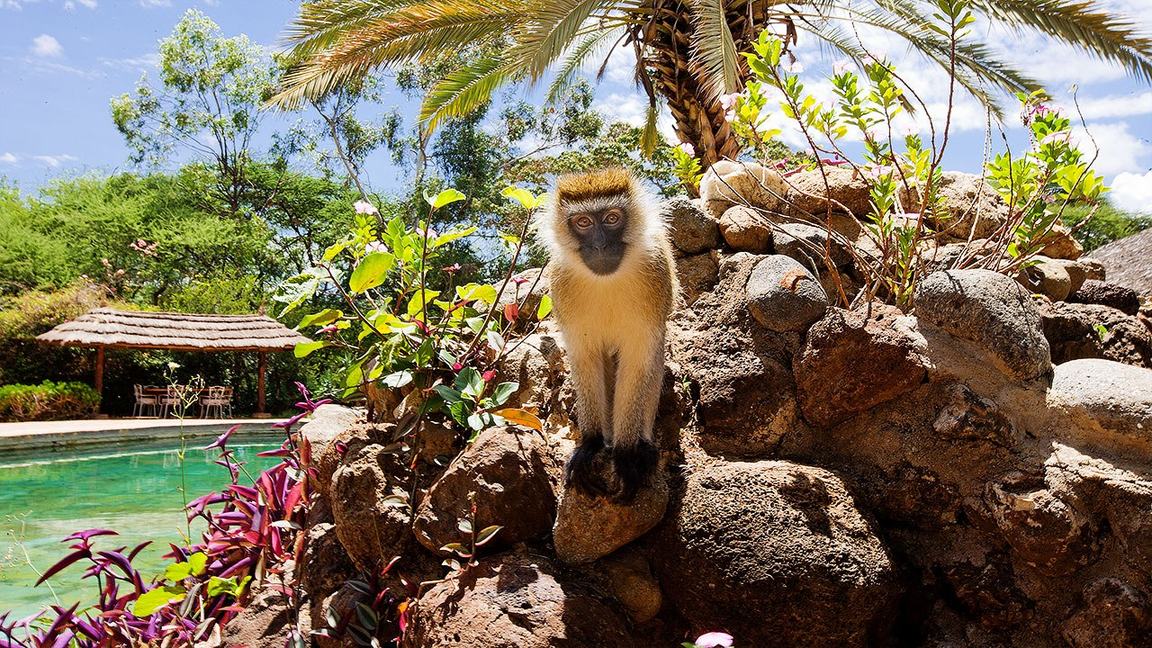 Vervet monkey perched on rocks beside the pool and thatched buildings at Amboseli Sopa Lodge.