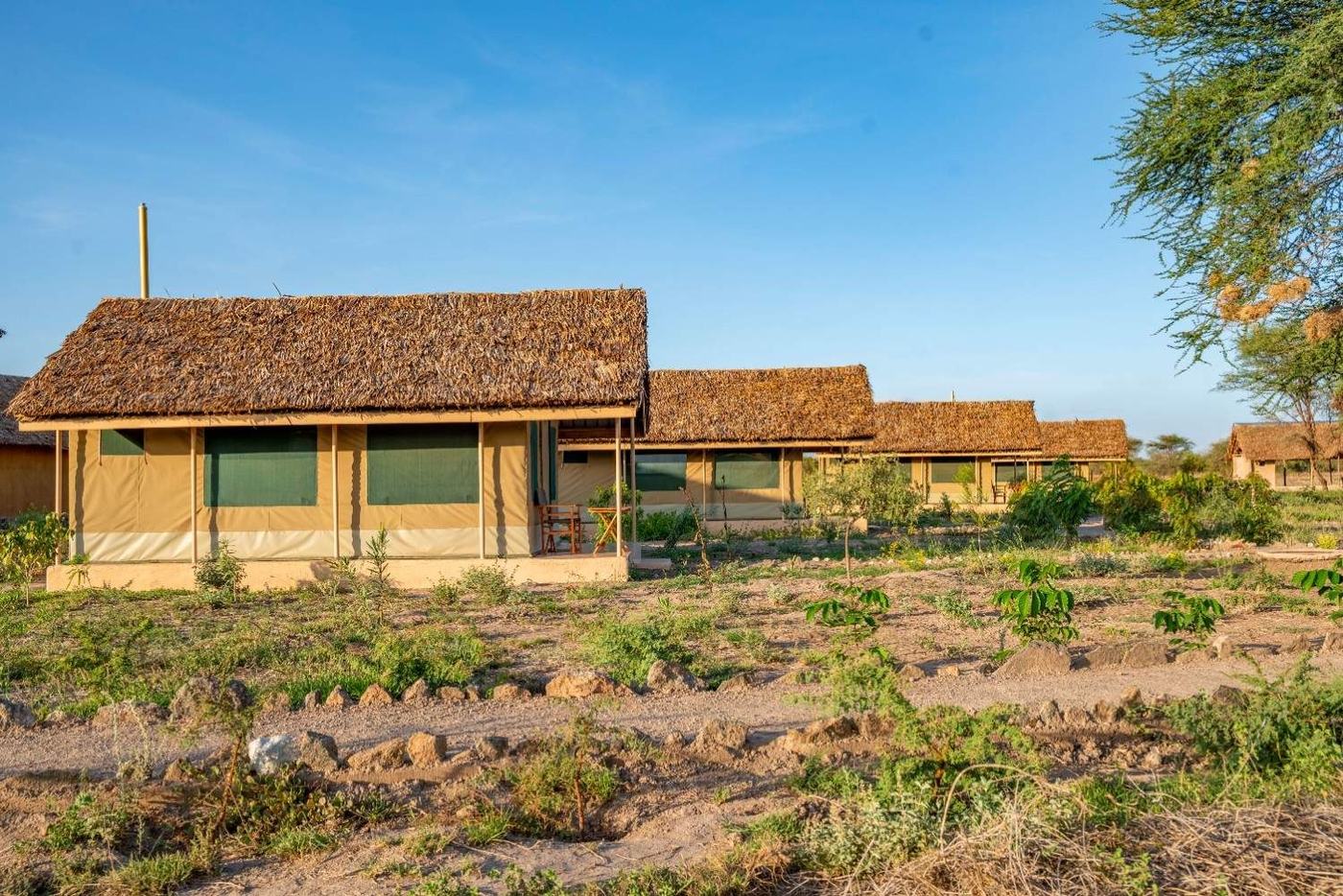 Row of thatched guest cottages set among acacia trees at Amboseli Wildebeest Camp.