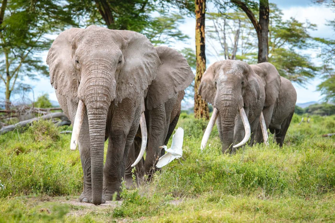 Small herd of elephants walking through grassland near Angama Amboseli.