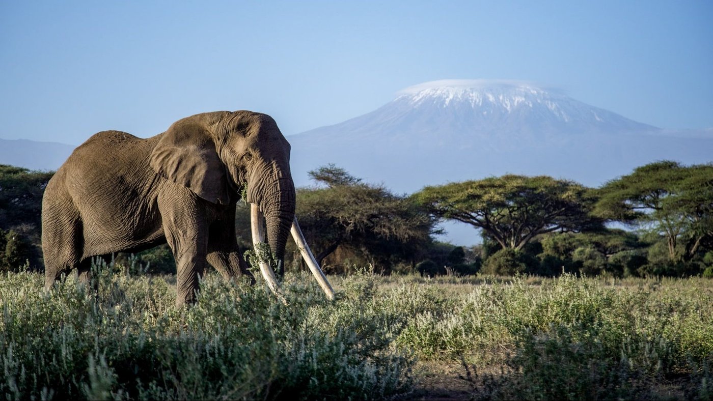 Elephant grazing beneath snow-capped Kilimanjaro near Angama Amboseli.