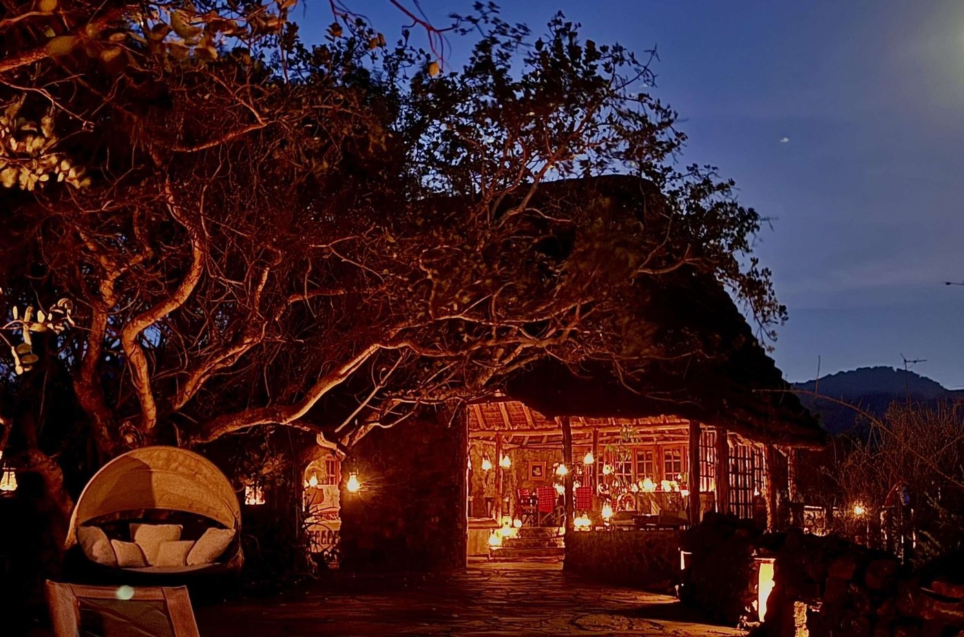 Thatched lodge buildings glowing at dusk beneath tall trees at Campi ya Kanzi, Amboseli.