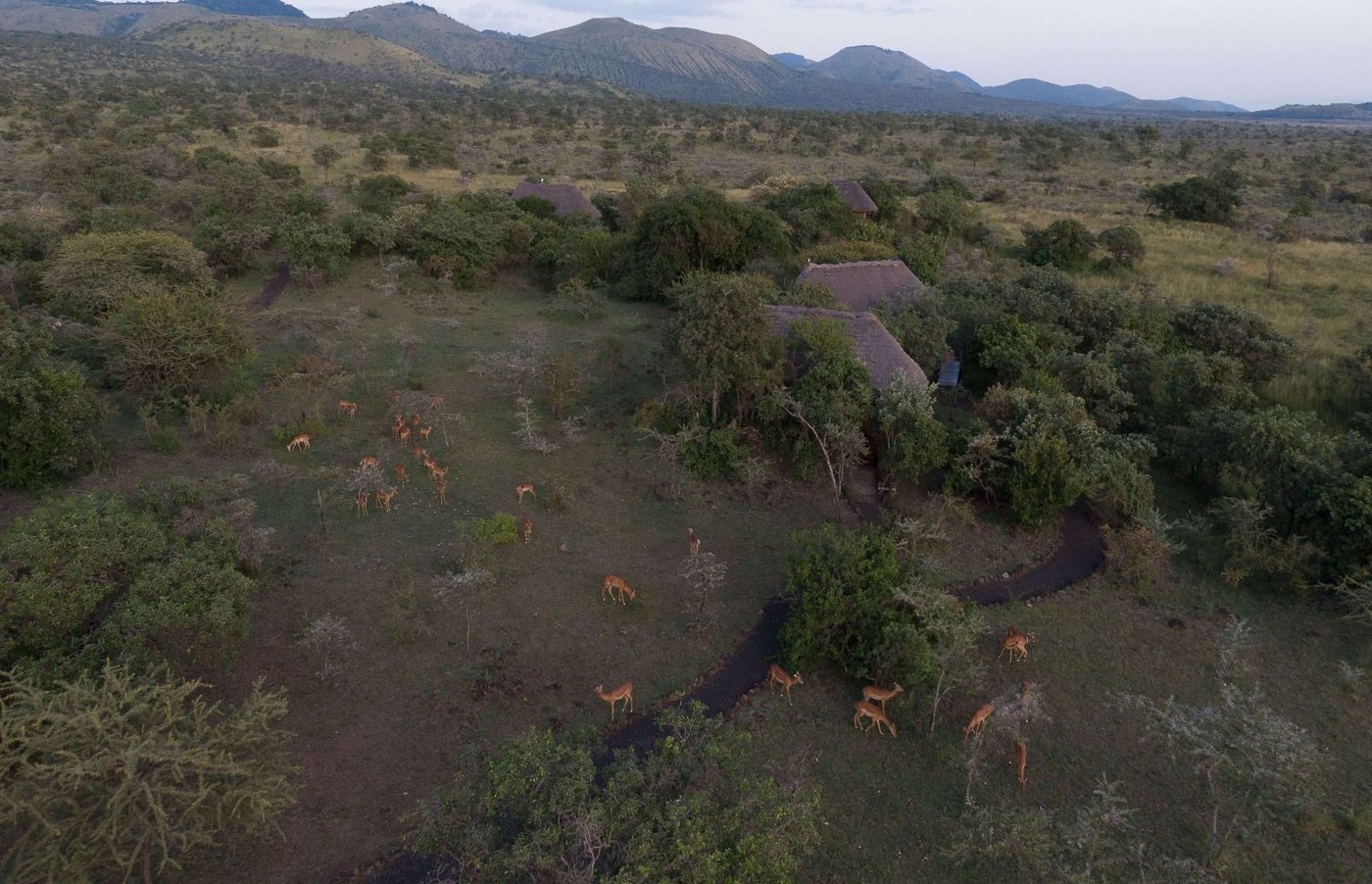 Aerial view of the thatched camp set among acacia trees and grazing antelope at Campi ya Kanzi.
