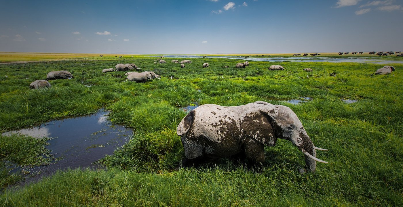 Elephant grazing beside a swamp with a herd in the distance near Elerai Camp.