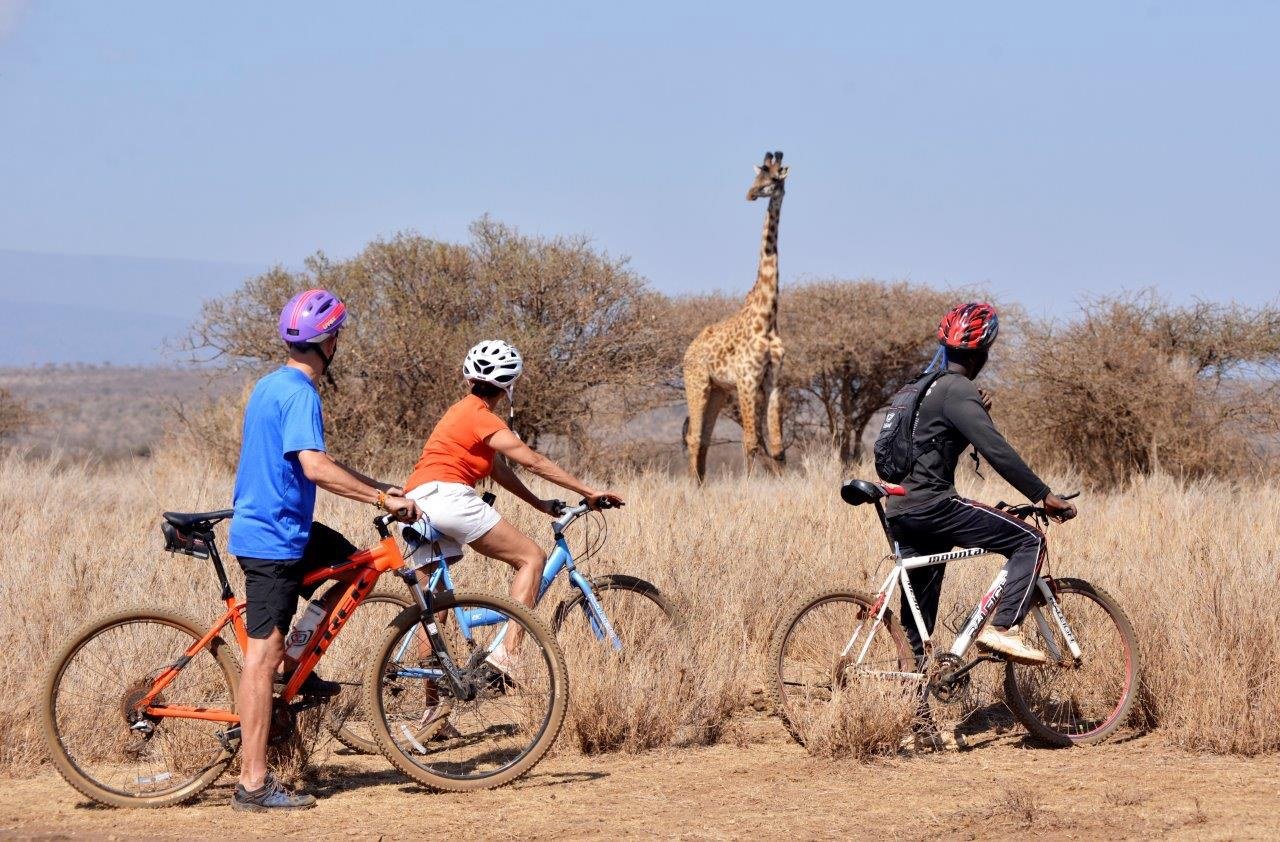Mountain bikers pausing beside a giraffe on a dirt trail near Elerai Camp.