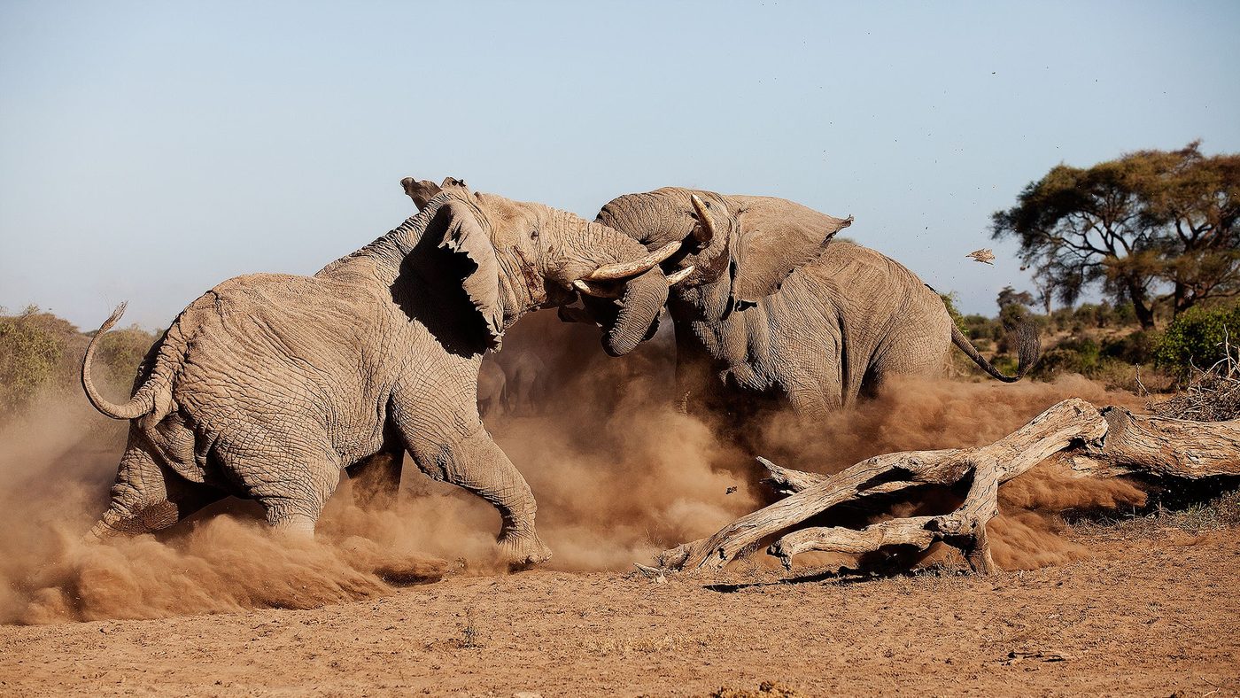 Two bull elephants sparring in a cloud of dust near Elewana Tortilis Camp.