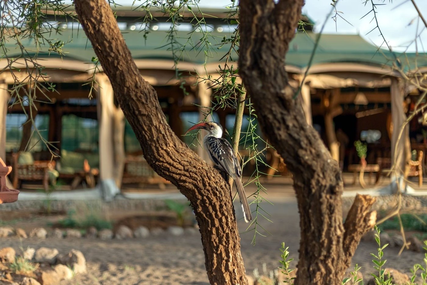 Hornbill perched in an acacia tree near the dining area at Kibo Safari Camp.