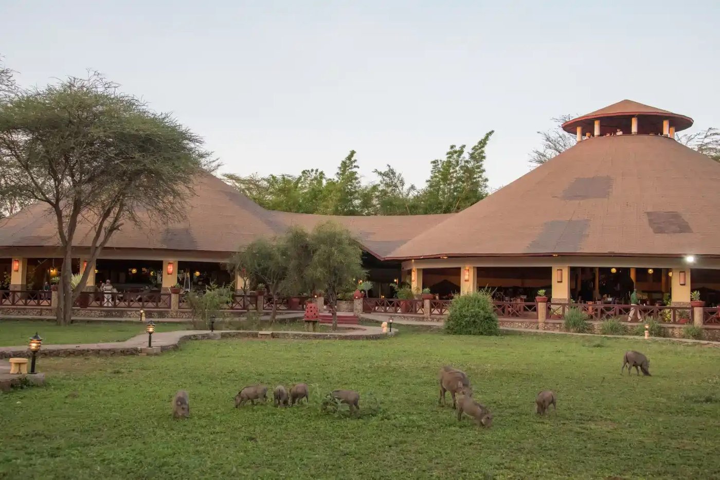 Warthogs grazing on the lawn beside the round lodge at Kilima Safari Camp.