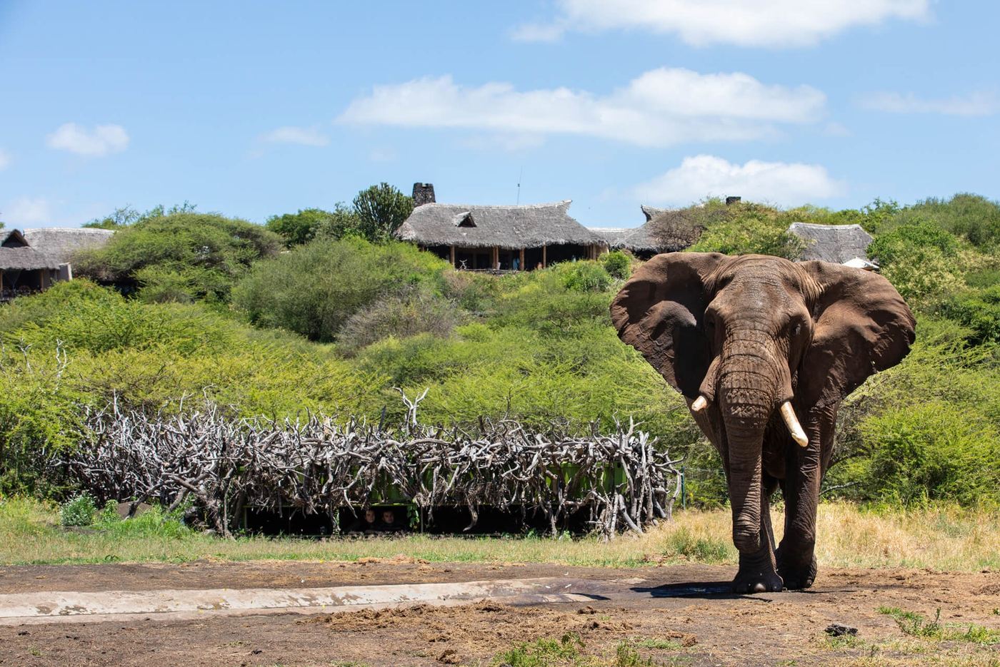 Elephant walking through the bush with the lodge visible behind at ol Donyo Lodge.
