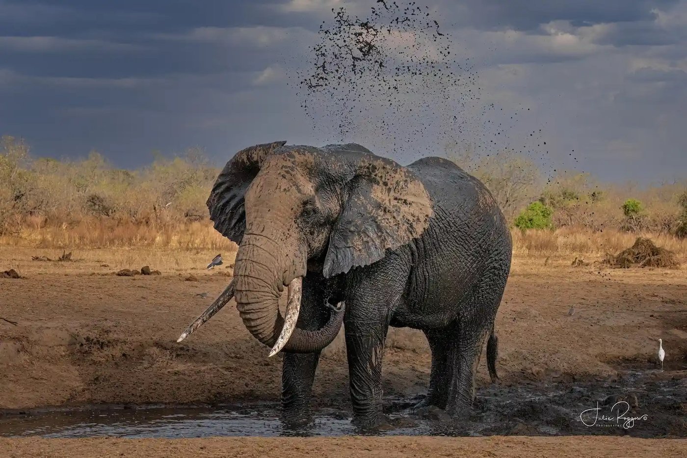 Elephant splashing in mud at a waterhole near Porini Amboseli Camp.
