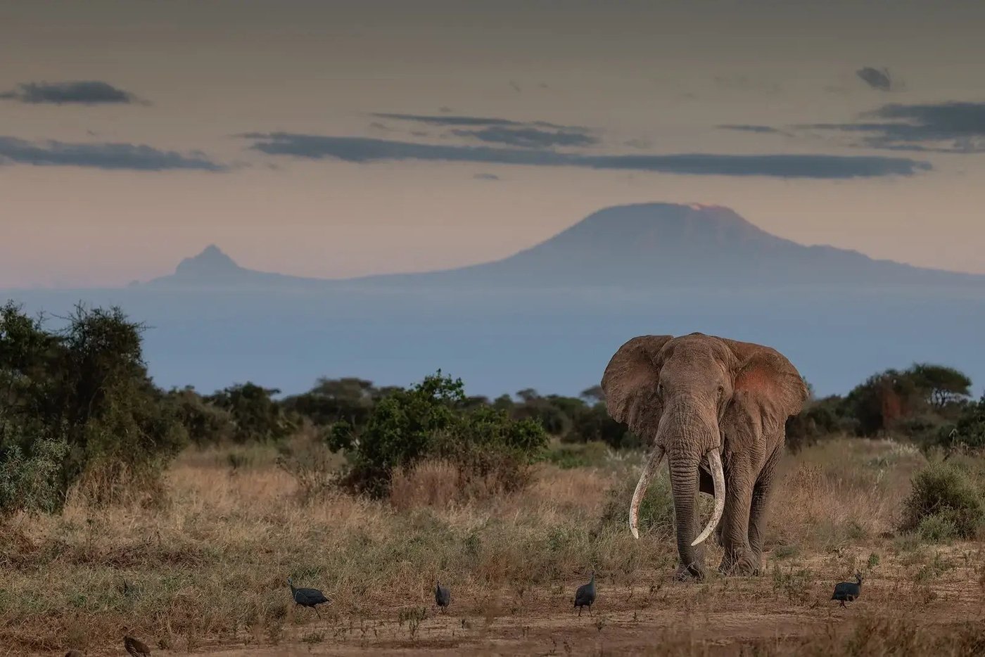 Elephant walking across the plains beneath Kilimanjaro near Porini Amboseli Camp.