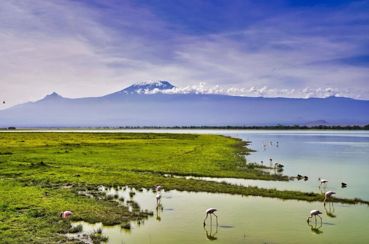 View of a wetland with wading birds near Kilimanjaro from Sungura Safari Camp.