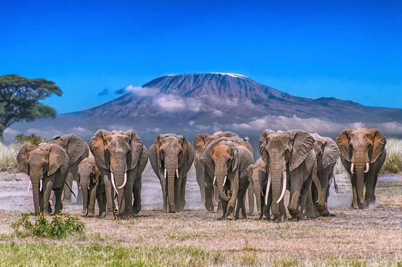 Line of elephants crossing the plains beneath Kilimanjaro near Sungura Safari Camp.