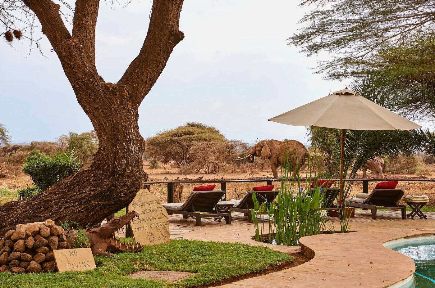 Poolside loungers and umbrella shaded by a large acacia tree at Tawi Lodge.