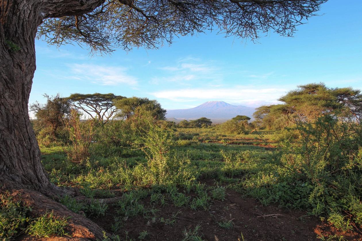 View of Kilimanjaro framed by acacia branches across the bush at Tawi Lodge.