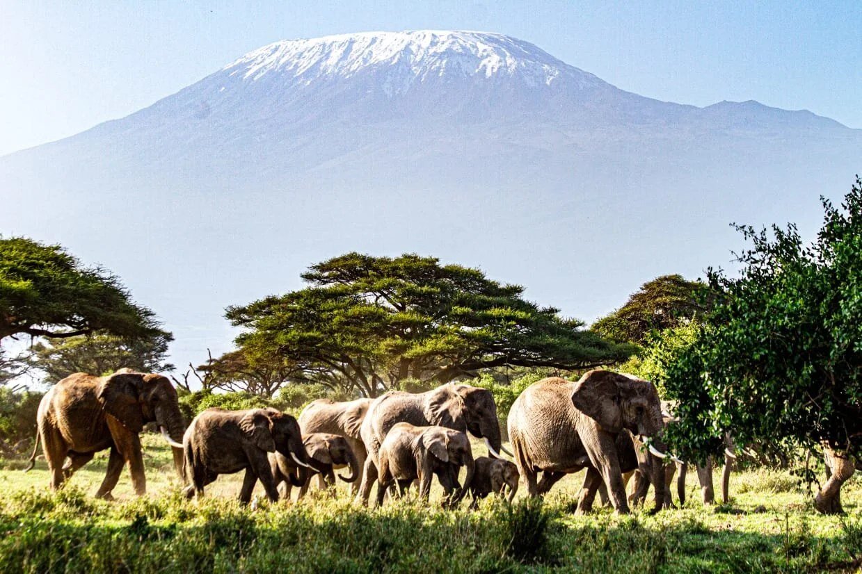 Large herd of elephants crossing grassland beneath Kilimanjaro near Tawi Lodge.